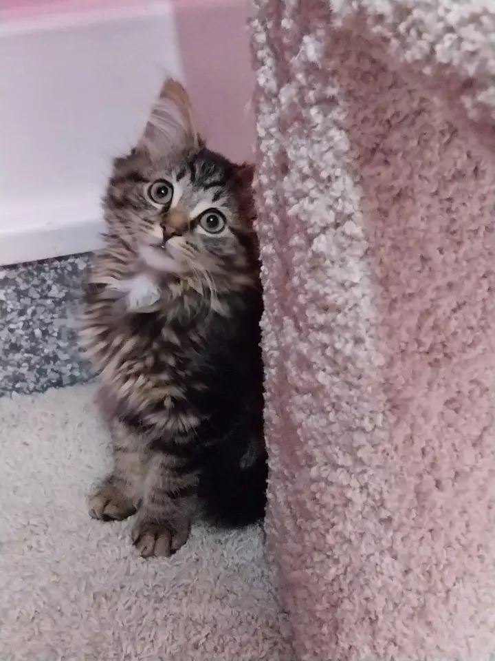 Rachel * IN FOSTER *