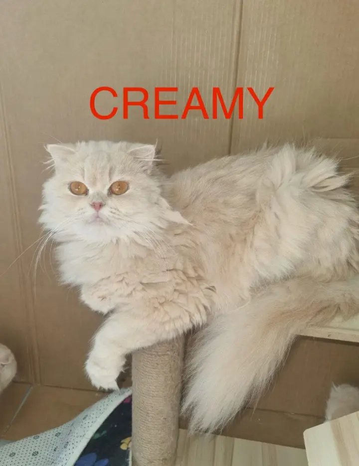 Creamy