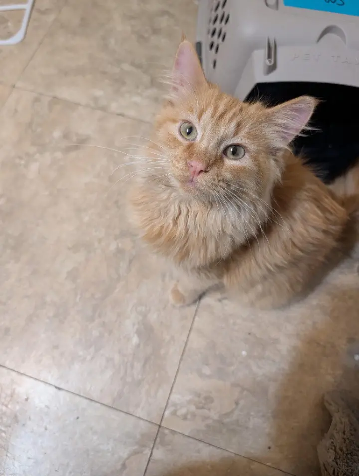 Tigger