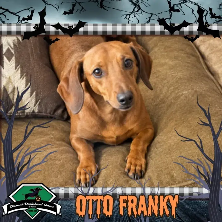 Otto Franky
