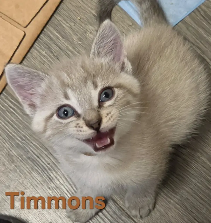 Timmons (Available 11/06/26)