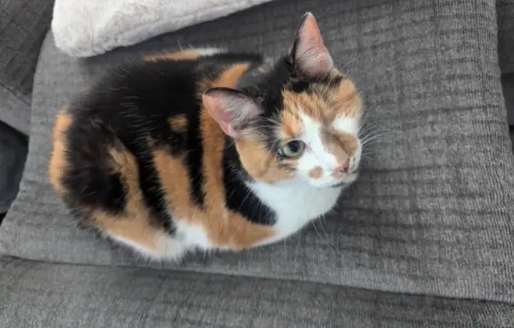 Penny Lane