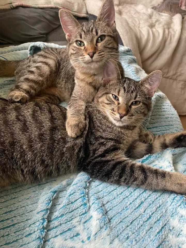 Maude / Meera