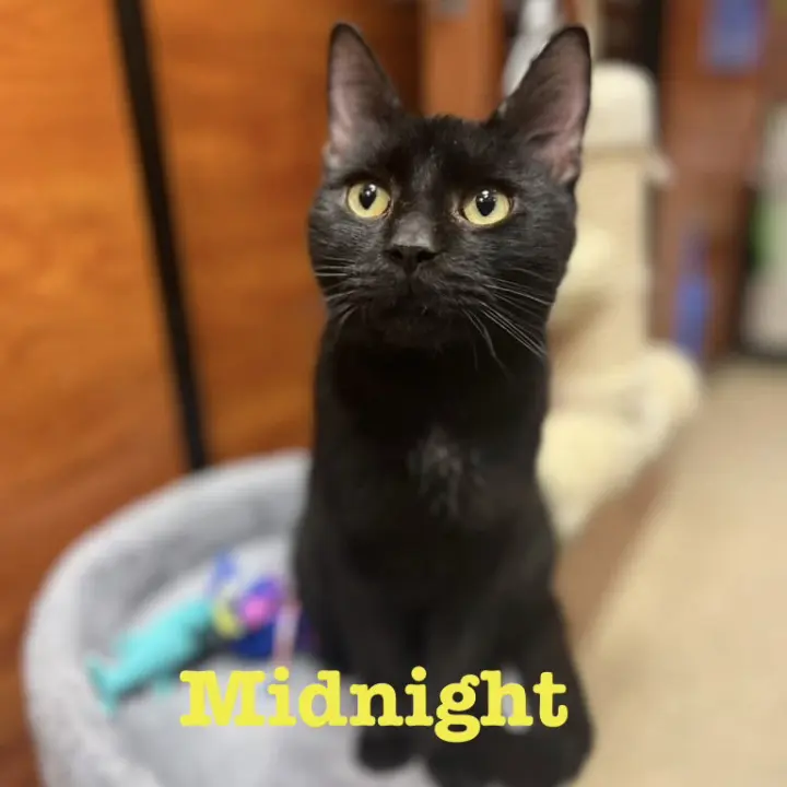 Midnight
