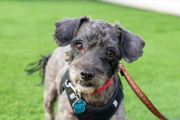 Ralphie