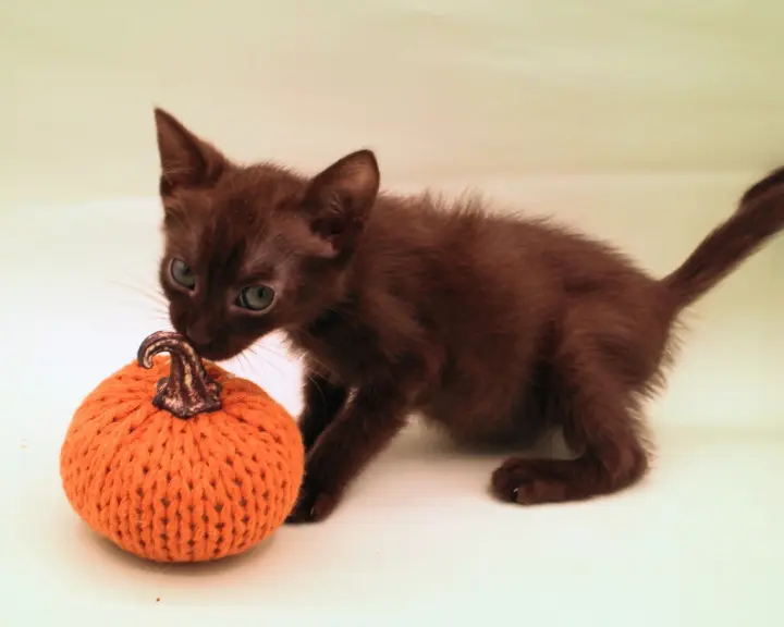 Ember