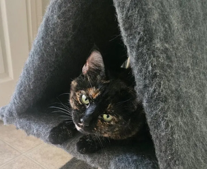 Lila