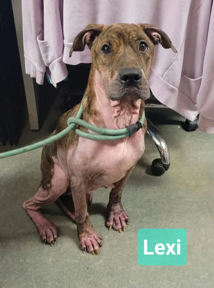 Lexi