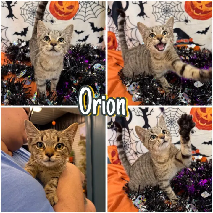 Orion