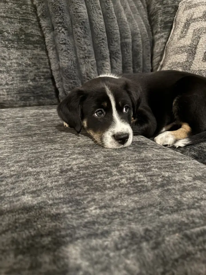 Maverick