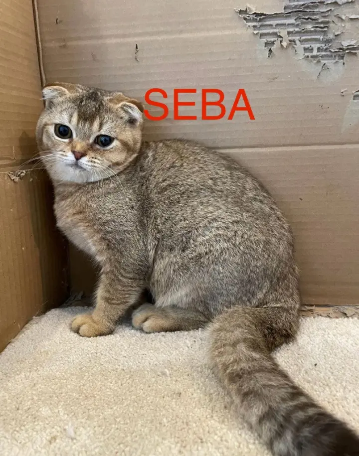 Seba