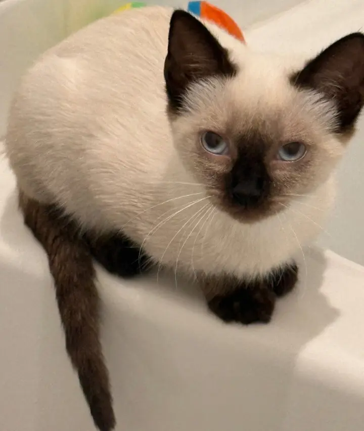 Magnolia