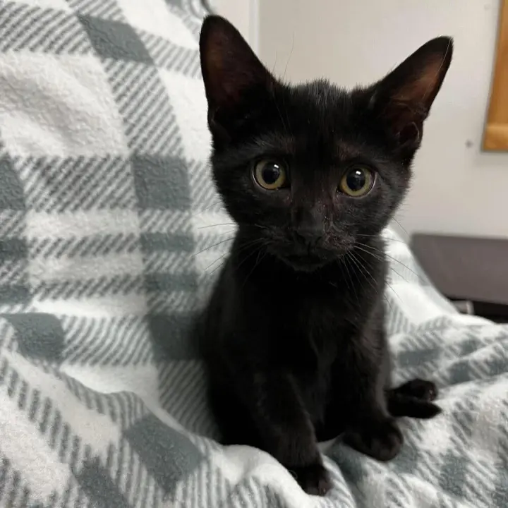 Porter