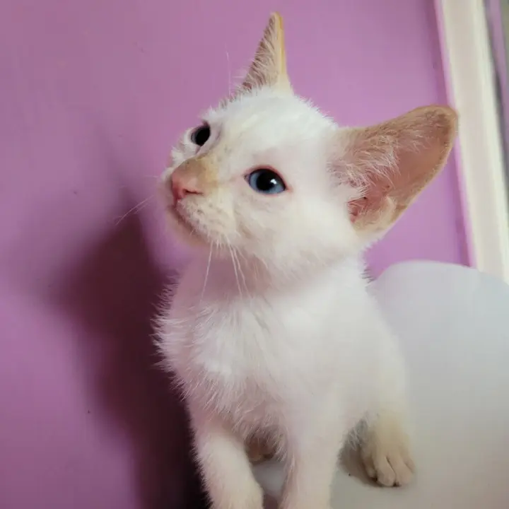 Carl