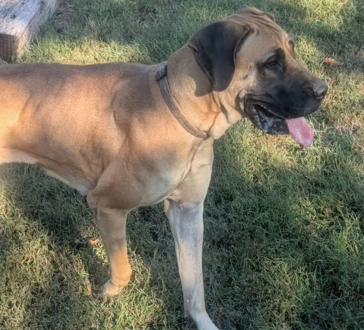 Dixie