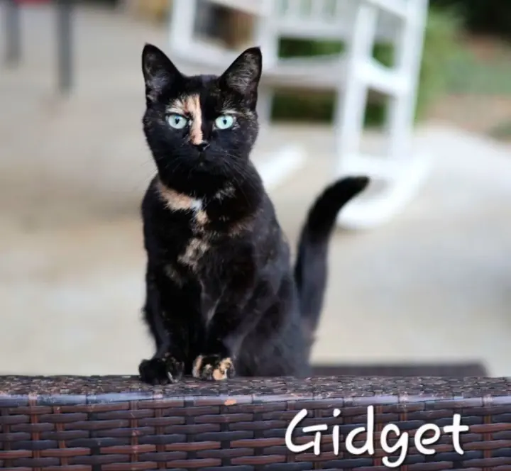 Gidget