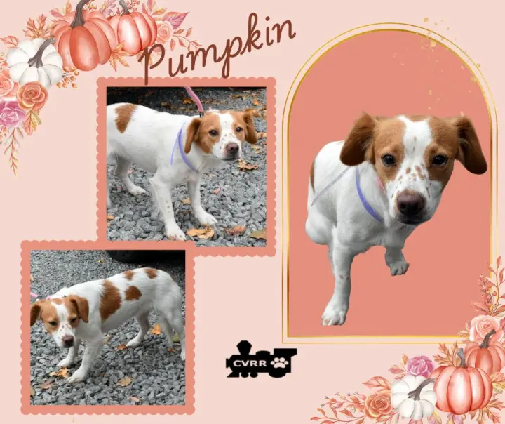 Pumpkin