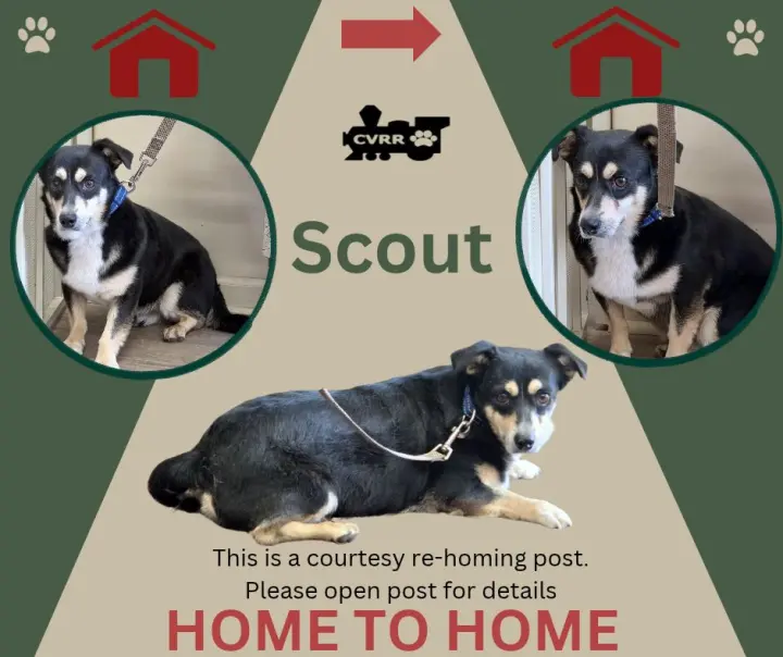 Scout *Home 2 Home*