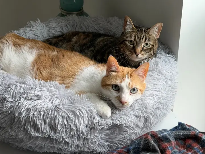 Jasper / Jade