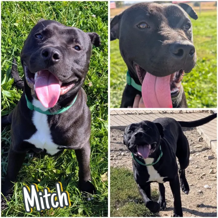 Mitch