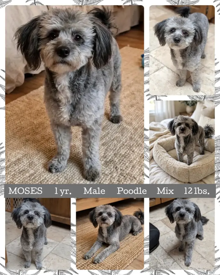 MOSES