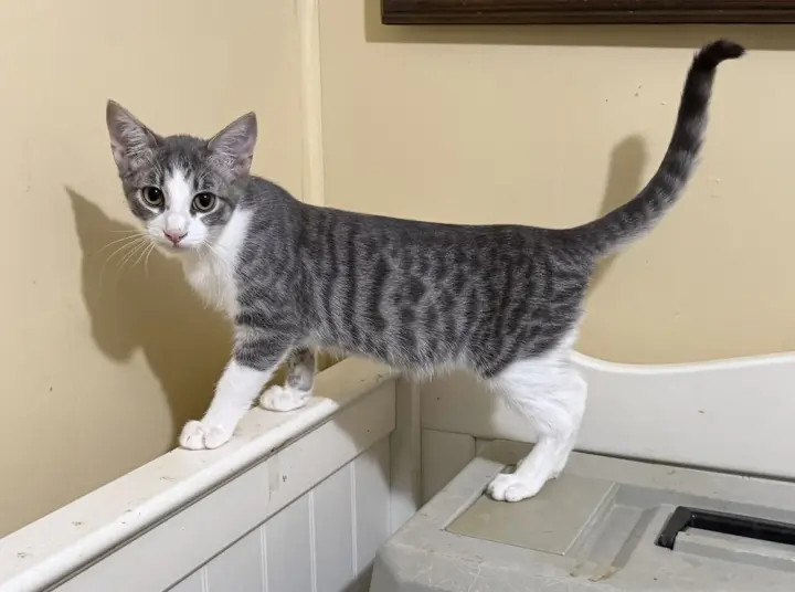 PERCY