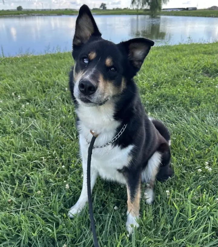 Luca