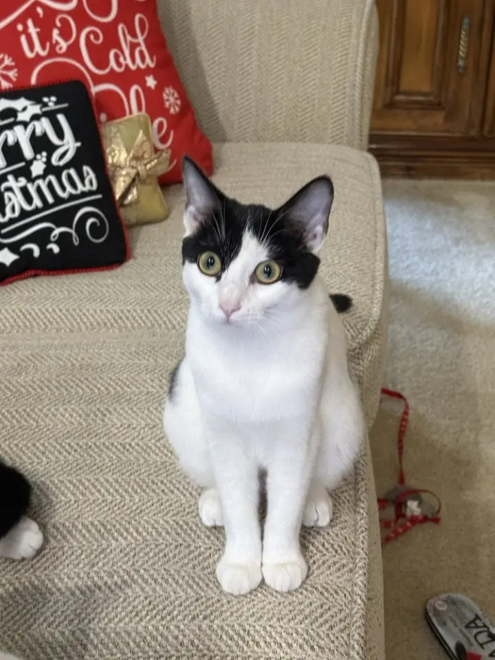 Boule