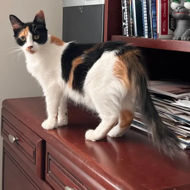 Chaka