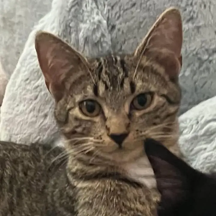 Ernie