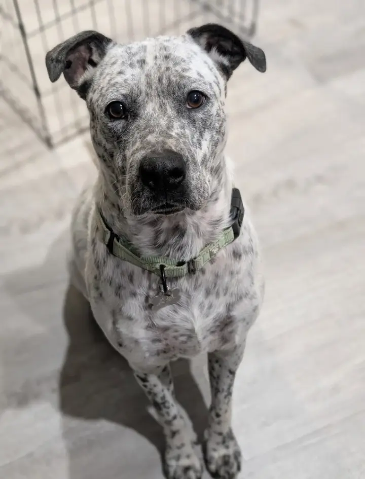 Spot