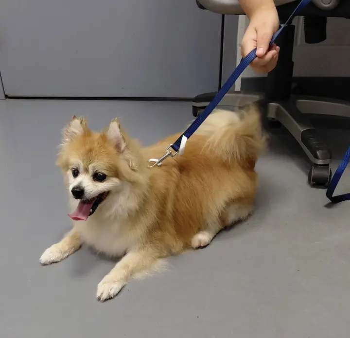 Bijou - in a foster home