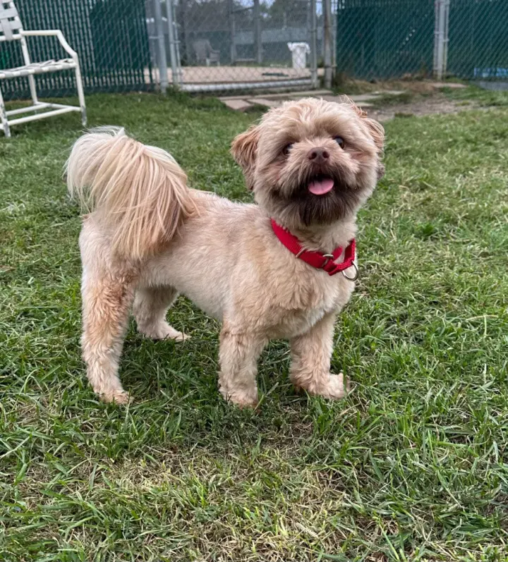 Chewbacca