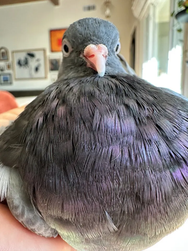 Gigi