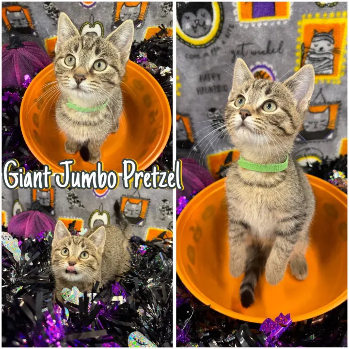 Giant Jumbo Pretzel