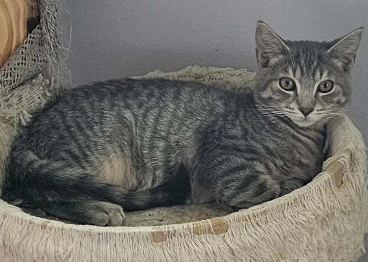 Luigi, Willow Grove Area, (FCID 08/11/2026-120)