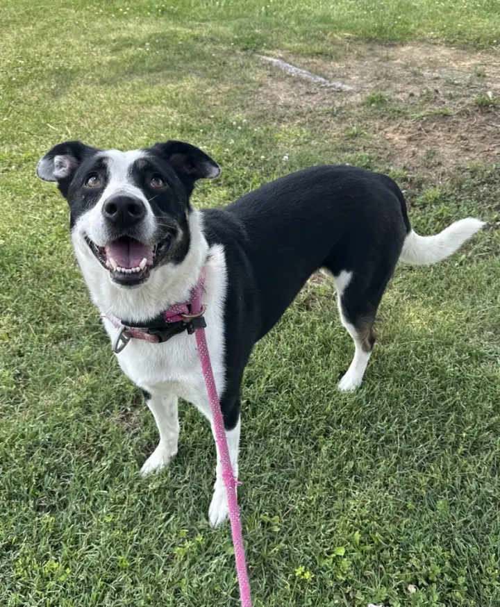 Zena