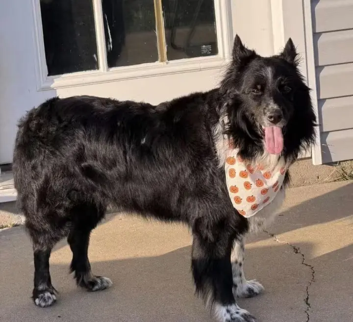 Remington (Bear)