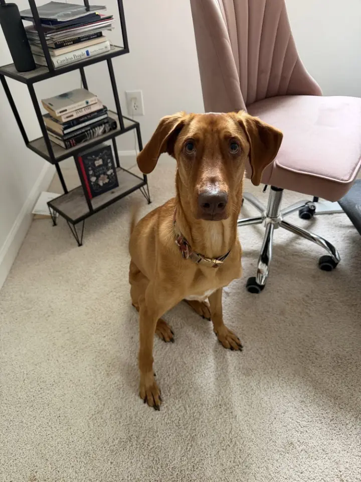 Bella-Roo