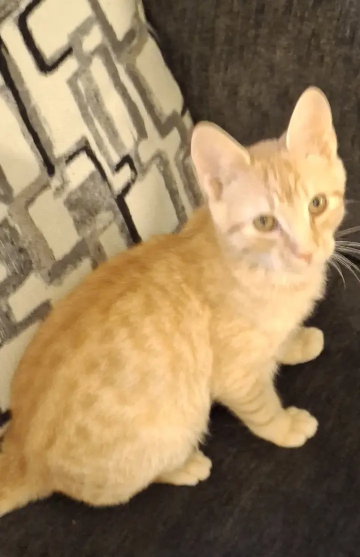 Hobbes