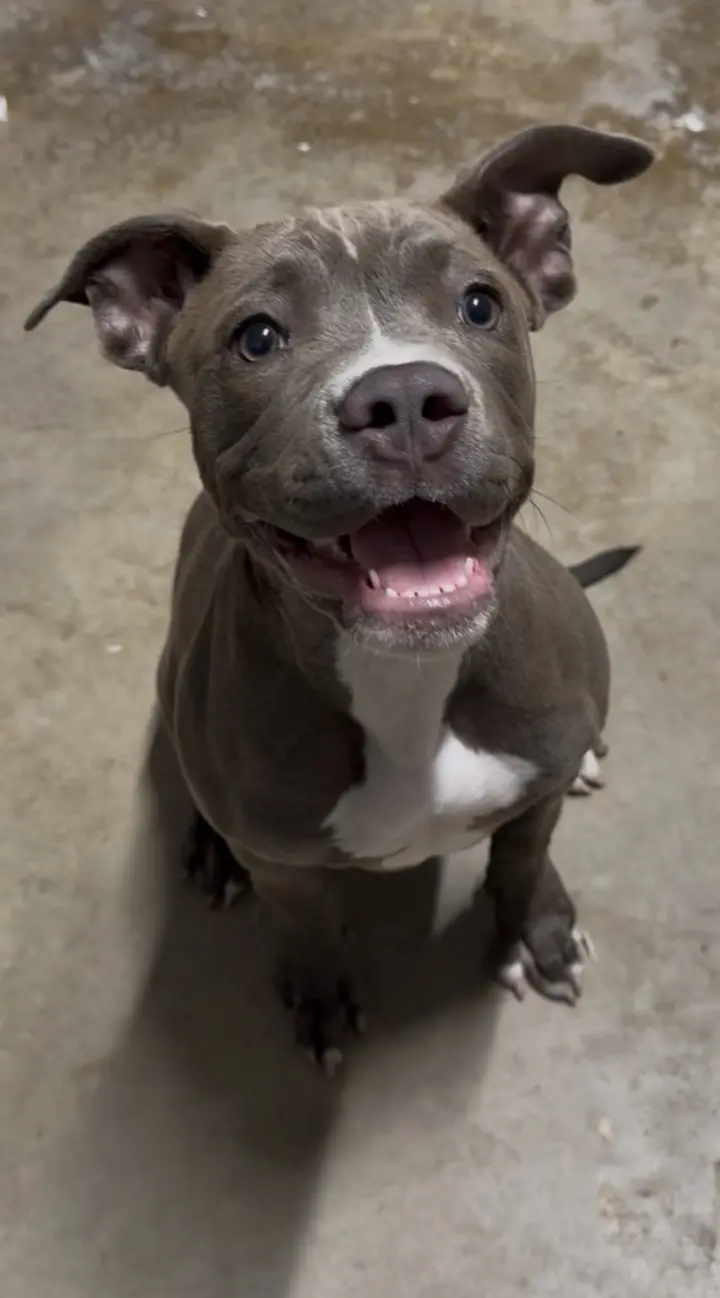 Stella