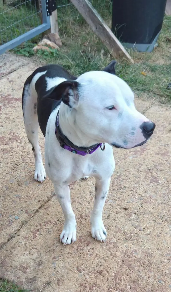 Emma (Little Dog): fostered