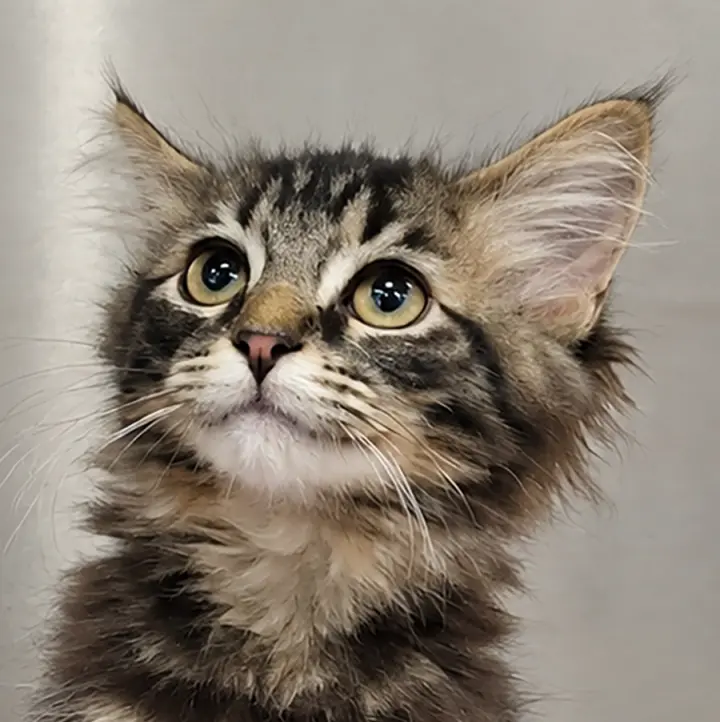 Kitten Tidal