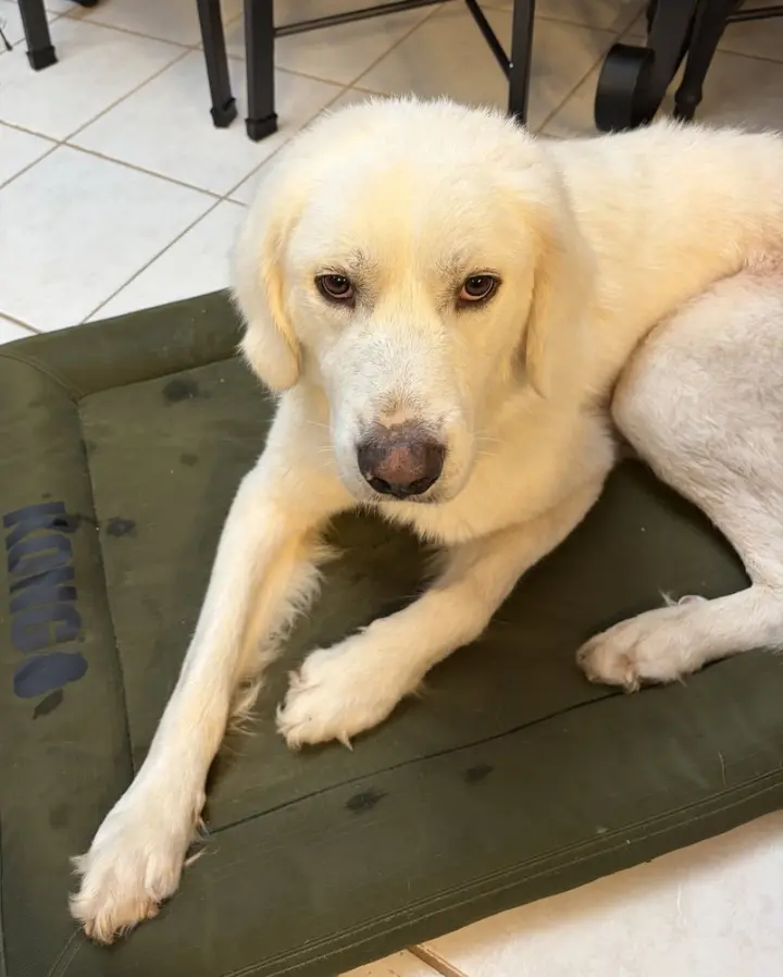 Gus