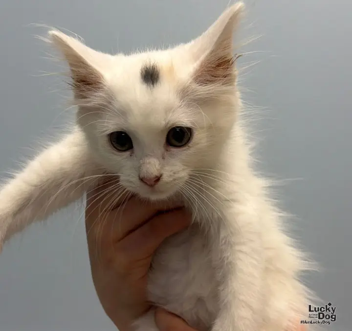 Cloud