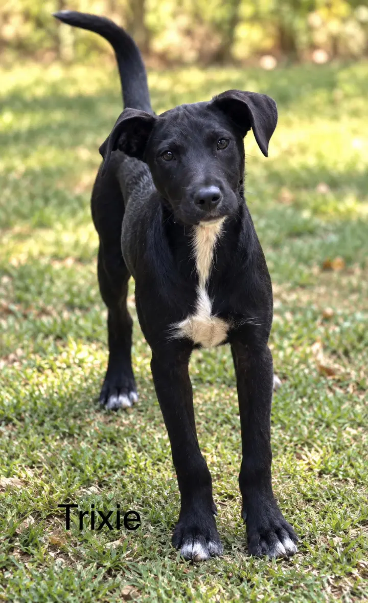 Trixie 7 months