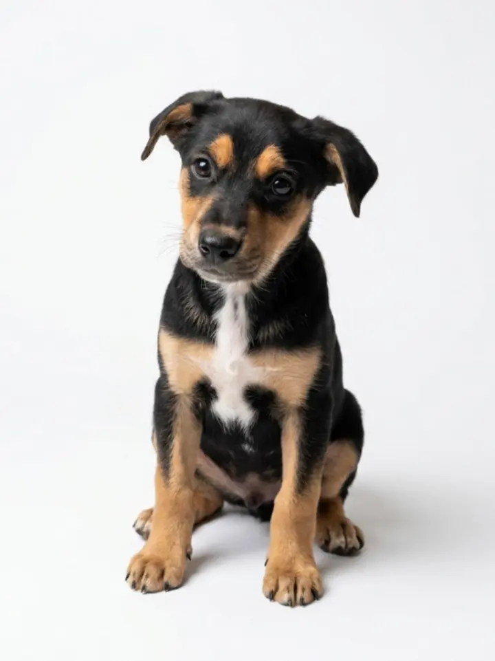 Archie
