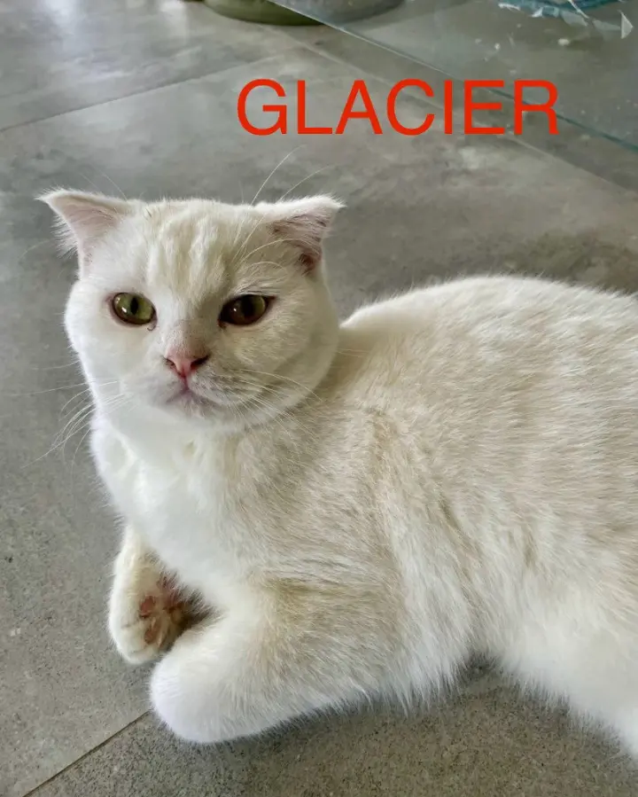 Glacier