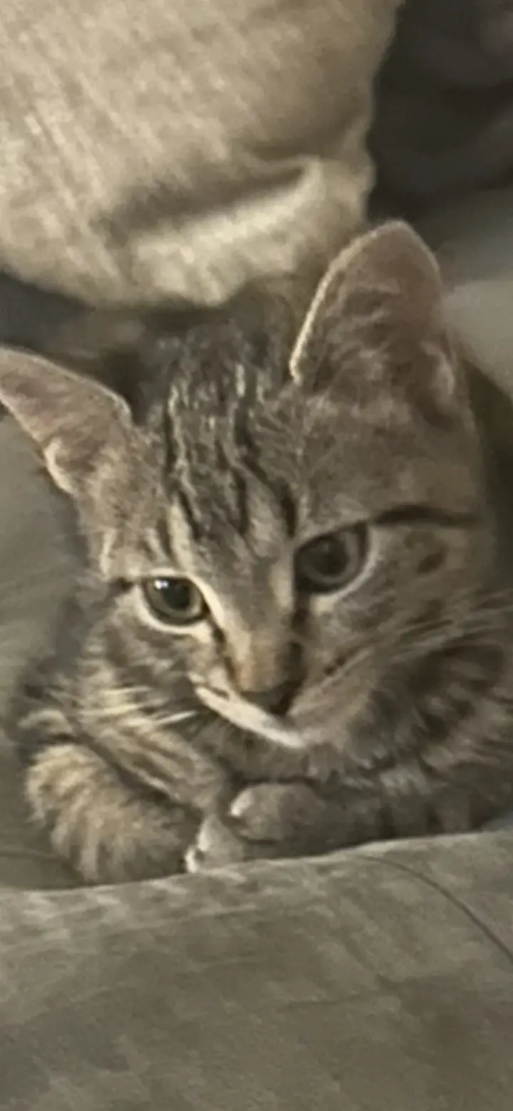 Zuzu