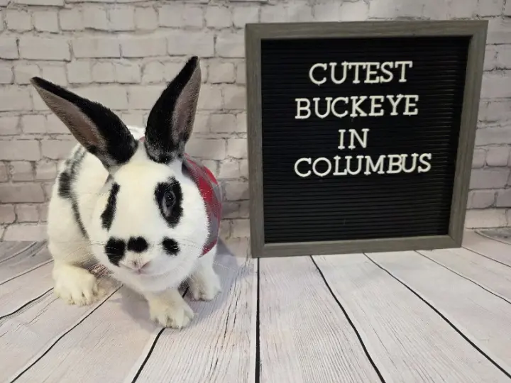 Buckeye